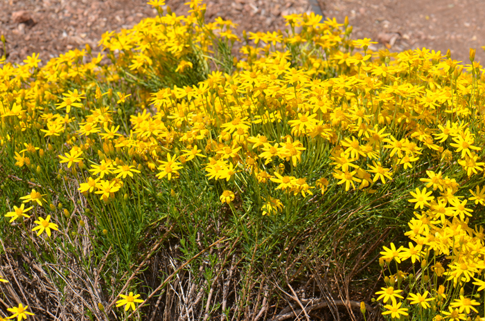 Damianita grows up to about 1 or 2 feet and just as wide. It has dark green leaves, very small, evergreen, alternate, pinnate and mostly smooth with aromatic oil-glands.  Chrysactinia mexicana 